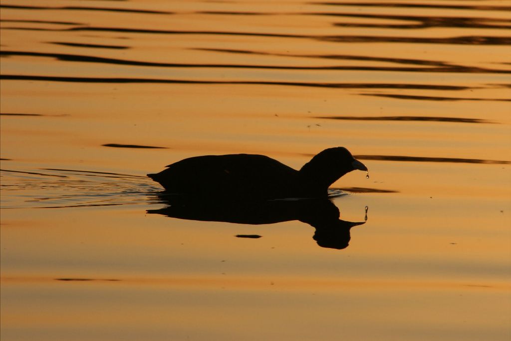 Coot Silhoette by Carla Thompson wildlife