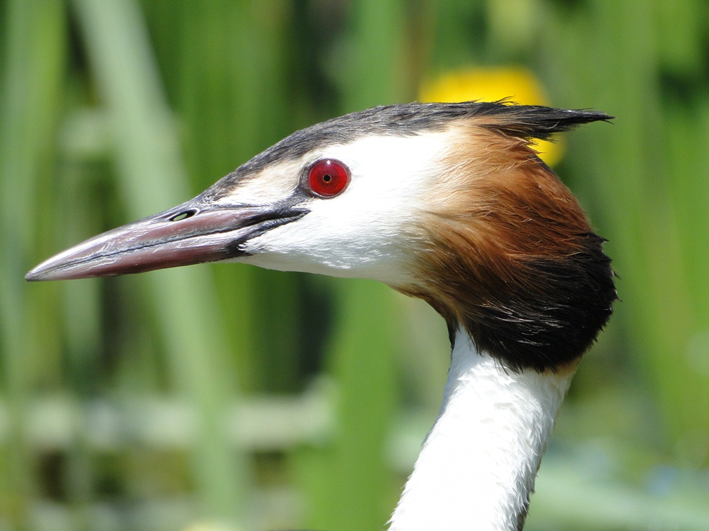 Grebe Wildlife