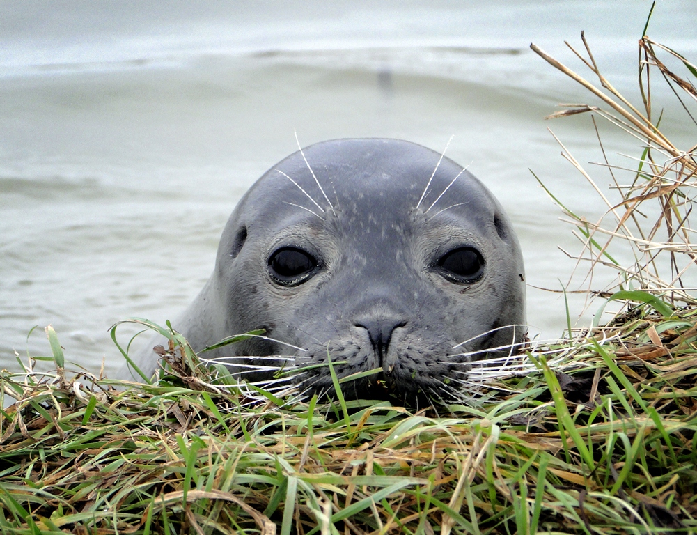 Seal Wildlife